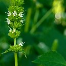 Agastache nepetoides (kłosowiec kocimiętkowy)