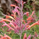 Agastache rupestris