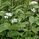 Ageratina aromatica