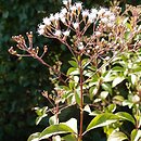 Ageratina occidentalis