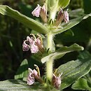 Ajuga laxmannii