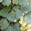 Akebia trifoliata (akebia trójlistkowa)