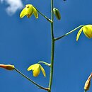 Albuca shawii