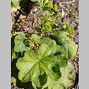 Alchemilla glomerulans