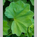 Alchemilla gorcensis (przywrotnik gorczański)