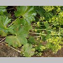 Alchemilla wichurae (przywrotnik Wichury)