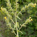 Alkanna (alkanna)