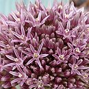 Allium akaka