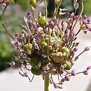 Allium ampeloprasum var. babingtonii