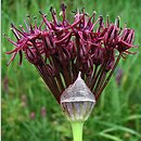 Allium atropurpureum (czosnek purpurowy)