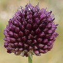 Allium atroviolaceum
