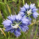 Allium beesianum (czosnek besjański)