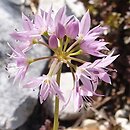 Allium bisceptrum