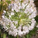 Allium carolinianum
