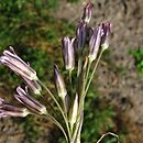 Allium cupani