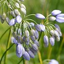 Allium cyaneum (czosnek modry)