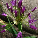 Allium falcifolium