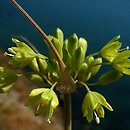 Allium flavum ssp. tauricum