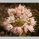 Allium gunibicum
