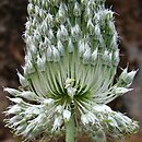 Allium guttatum