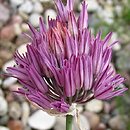 Allium heldreichii