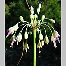 Allium hirtovaginum