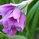 Allium insubricum (czosnek insubryjski)
