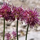 Allium kermesinum