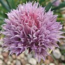 Allium ledebourianum (czosnek Ledeboura)