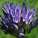 Allium litvinovii