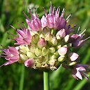 Allium maackii