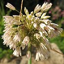 Allium marginatum