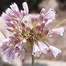 Allium melanantherum