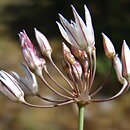 Allium moschatum