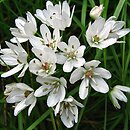 Allium neapolitanum (czosnek neapolitański)