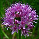 Allium nutans (czosnek krętolistny)