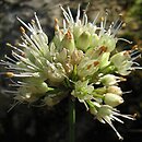 Allium ericetorum