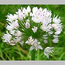 Allium oreoprasum
