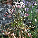 Allium paniculatum