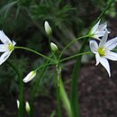 Allium pendulinum