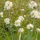 Allium saxatile