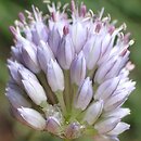 Allium scabriflorum