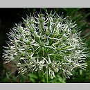 Allium stipitatum Album