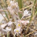 Allium tenuiflorum