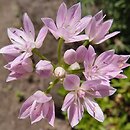 Allium unifolium (czosnek jednolistny)