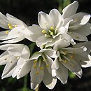 Allium zebdanense (czosnek zebdański)