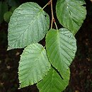 Alnus maximowiczii (olsza Maksymowicza)