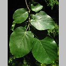 Alnus cordata (olsza sercowata)