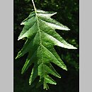 Alnus glutinosa Laciniata