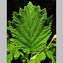 Alnus hirsuta (olsza szorstka)